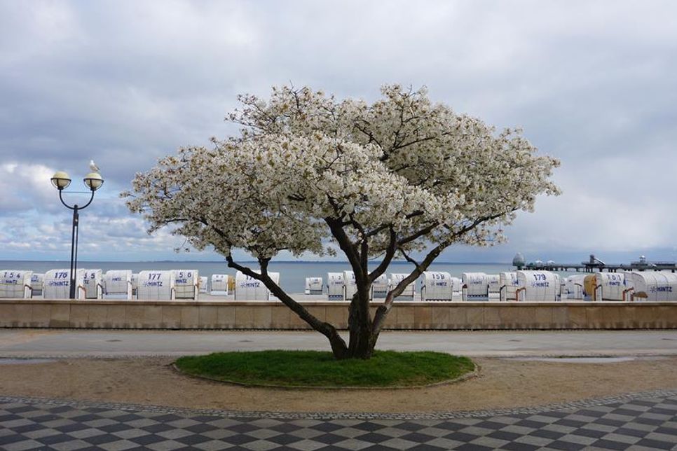 April in Grömitz mit Blütentraum an der Promenade, fotografiert von Klaus Erlwein, der diese malerische Szenerie in den Fokus gerückt hat.