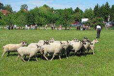 Um einen guten Einblick in die Arbeit mit Schafen zu bekommen, wird ein Schafscherer vor Ort Schafe scheren und auch das Hüten wird in Vorführungen demonstriert.