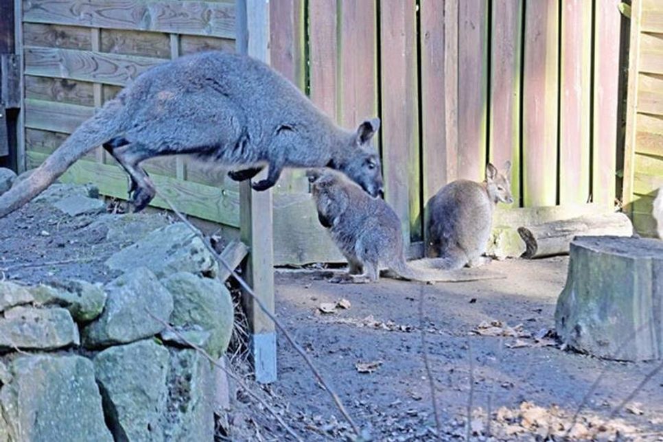 Er hatte Glück im Unglück: Zufällig auf dem Grundstück eines Tierarztes in Neversfelde gestrandet, konnte das junge Wallaby fachmännisch eingefangen und zurück in sein Gehege gebracht werden.