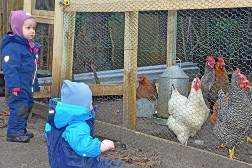 Vis-à-vis vorm Federvieh: Beim Kinder-Kino am Zaun ist die Neugier ist beiderseits.