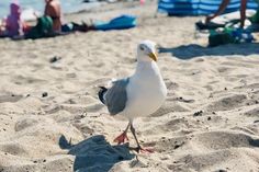Möwe am Strand.