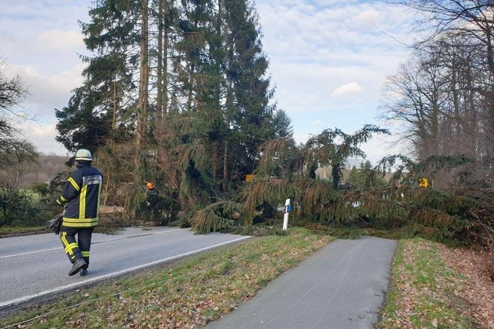 Ein circa 20 Meter langer Baum war auf ein reetgedecktes Haus gestürzt.