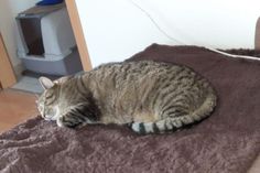 Leo braucht dringend eine neue Bleibe.