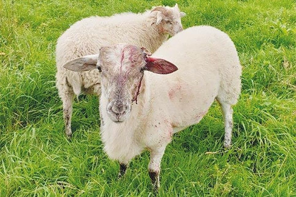Dieses Foto der Tiere haben uns die Besitzer freundlicherweise zur Verfügung gestellt.