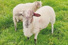 Dieses Foto der Tiere haben uns die Besitzer freundlicherweise zur Verfügung gestellt.