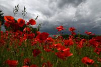 Klaus Erlwein hat die leuchtend roten Mohnblüten vor dramatischem Himmel perfekt in Szene gesetzt.