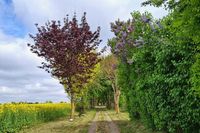 Ein idyllischer Weg mit blühendem Flieder am Museumshof Lensahn: Dieses farbenfrohe Foto stammt von Sonja Drews.