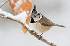 Stunde der Wintervögel 2025