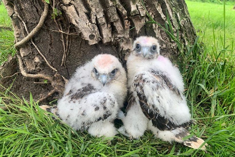 Die Jungvögel erkunden während der Ästlingszeit ihre Umgebung.