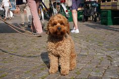 Ganz wichtig: Hunde sind auf dem Neustädter Wochenmarkt an der Leine zu führen.
