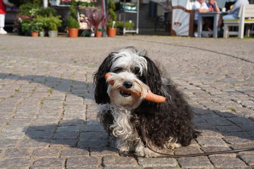Zuhause schmeckt es doch am besten: Dieser kleine Kerl begleitet sein Frauchen jede Woche auf den Wochenmarkt. Vom freundlichen Metzger gibt‘s mitunter ein Würstchen, das er stolz bis nach Hause trägt und erst dort genüsslich verzehrt.