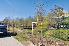 152 neue Bäume in der Gemeinde Timmendorfer Strand