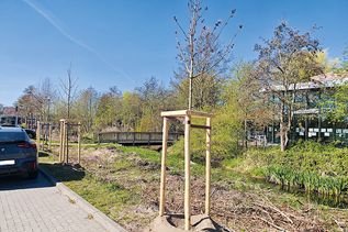 152 neue Bäume in der Gemeinde Timmendorfer Strand