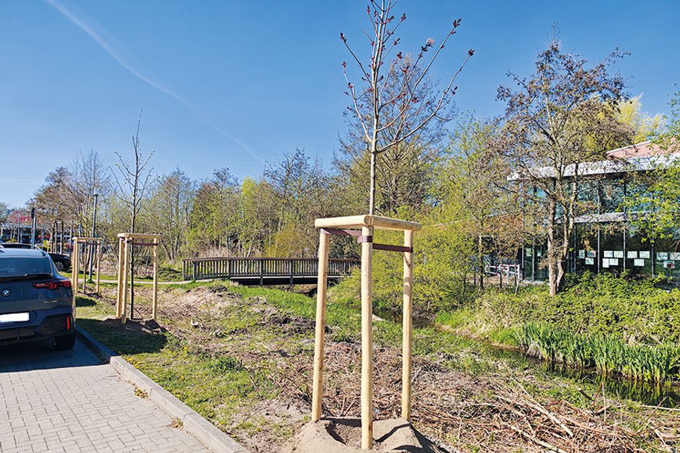 152 neue Bäume in der Gemeinde Timmendorfer Strand
