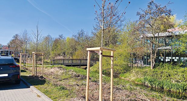 152 neue Bäume in der Gemeinde Timmendorfer Strand