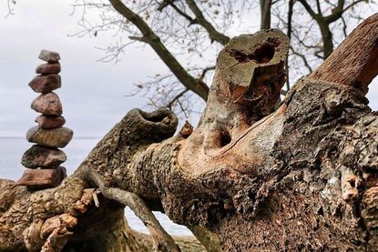 Dieses Foto eines wunderbaren Arrangements aus Steinen und knorrigem Holz schickte uns Tobias Reinke aus Bosau.