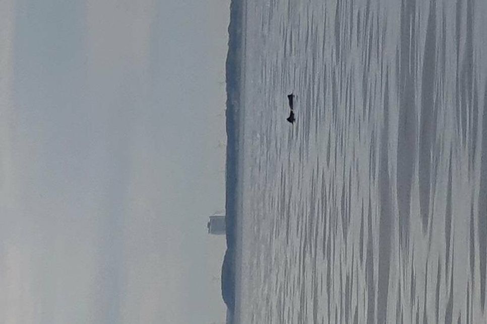 Die Schweinswale wurden vor Neustadt gesichtet.