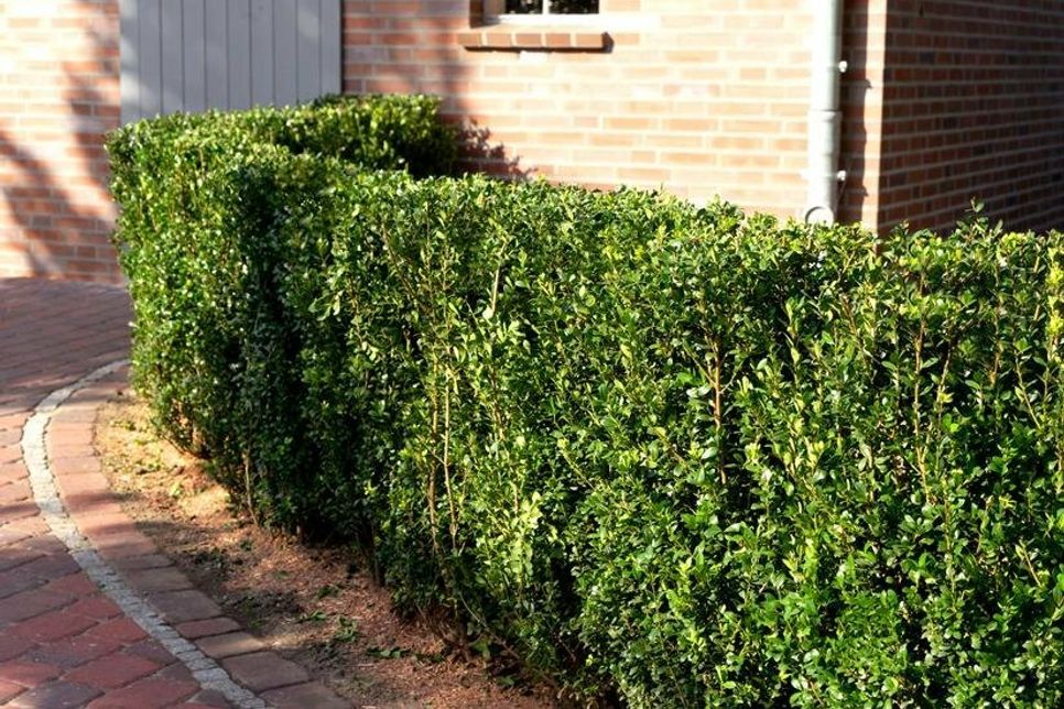 Robust und immergrün: Stechpalmen-Gehölze stehen als Alternative zum anfälligen Buchsbaum hoch im Kurs.