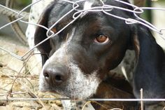 Hinter Gittern und Zäunen zu leben, ist für viele Tiere bittere Realität.