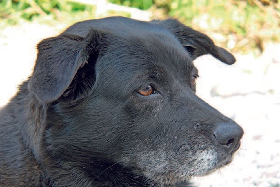 Gegen das Staupevirus hilft nur lückenloser Impfschutz, so wie bei Hundedame Molly hier