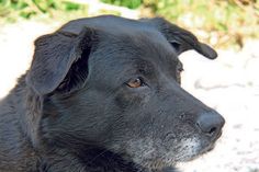 Gegen das Staupevirus hilft nur lückenloser Impfschutz, so wie bei Hundedame Molly hier