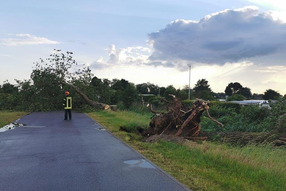 Unter anderem ein entwurzelter Baum war die Folge des starken Gewitters am Lensterstrand.
