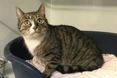 Wem gehört diese Katze?