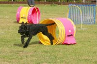 Ziel beim Hoopers-Agility ist es, den Hund fehlerfrei durch einen Hindernisparcours zu führen.