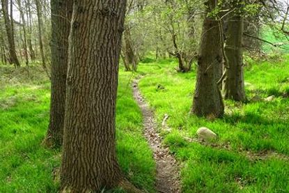 Ein schmaler Pfad schlängelt sich durch das frische Frühlingsgrün – in dem Waldstück spürt man die Ruhe der Natur mit jedem Schritt.
