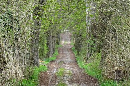 Von alten Bäumen gesäumt, führen stille Wege wie grüne Tunnel durch die Natur.