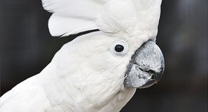 Vorläufige Genehmigung: Vogelpark Niendorf/Ostsee ist wieder geöffnet