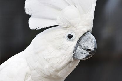 Vorläufige Genehmigung: Vogelpark Niendorf/Ostsee ist wieder geöffnet