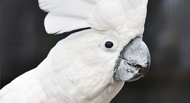 Vorläufige Genehmigung: Vogelpark Niendorf/Ostsee ist wieder geöffnet