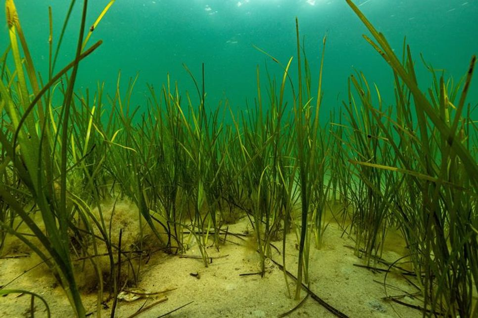 Seegras hat eine immense Bedeutung für den Klima- und Küstenschutz. Seegraswiesen können große Mengen CO2 speichern, sie stabilisieren die Küsten gegen Erosion und schaffen einen Lebensraum für Tausende von Arten.