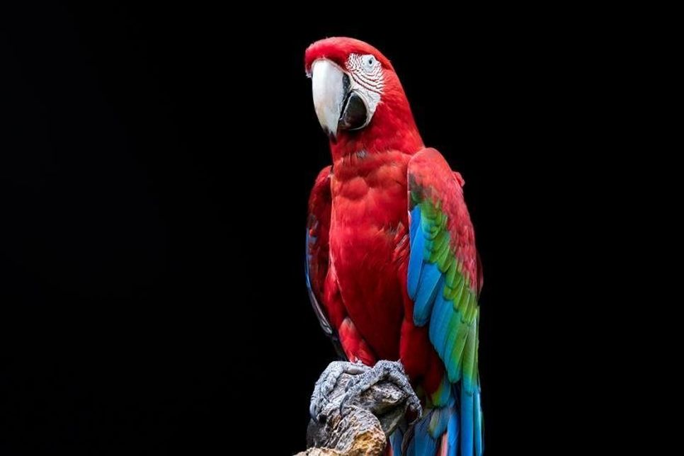 Ungewöhnlicher Diebstahl im Vogelpark Niendorf.