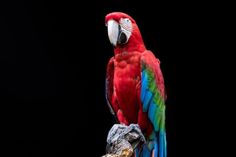Ungewöhnlicher Diebstahl im Vogelpark Niendorf.