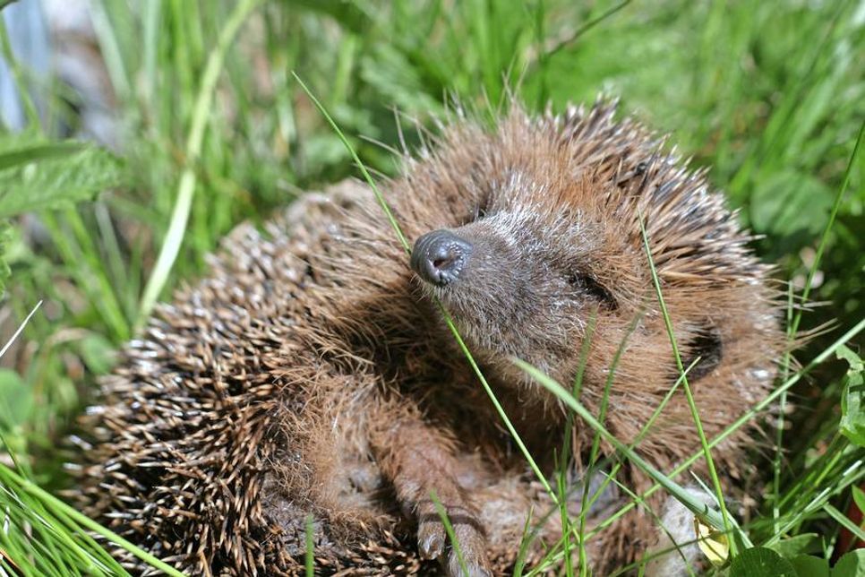 Igel freuen sich über Ast-Laub-Haufen, in denen sie sich verkriechen können.