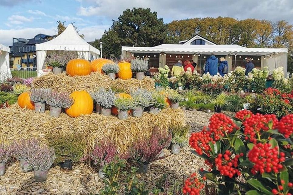 Am kommenden Wochenende findet das Herbstfest im Niendorfer Hafen statt.