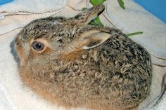 Die Tierhilfe bittet darum keine kleinen Hasen aufzusammeln, die in einer Kuhle (Sasse) auf dem Boden liegen.
