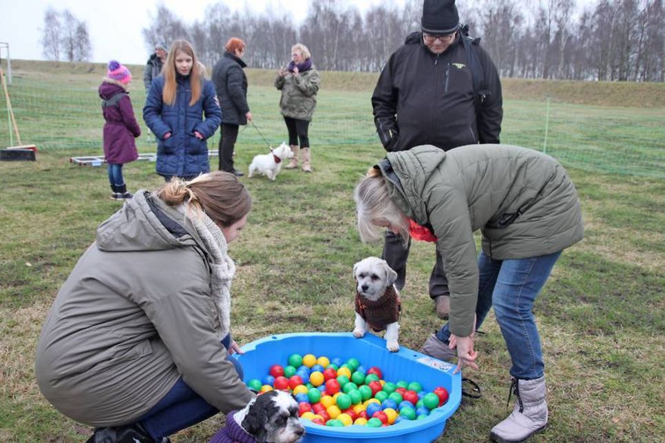 Das Bällebad sollte den Spieltrieb der Hunde fördern.