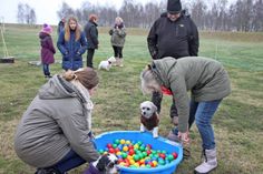 Das Bällebad sollte den Spieltrieb der Hunde fördern.