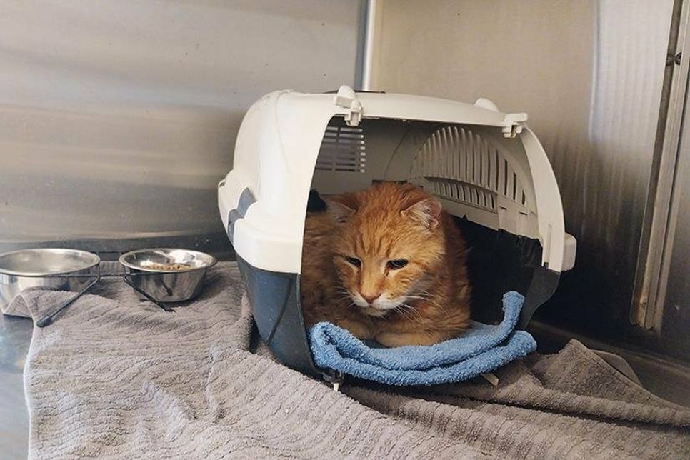 Wer vermisst seine Katze?