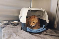 Wer vermisst seine Katze?