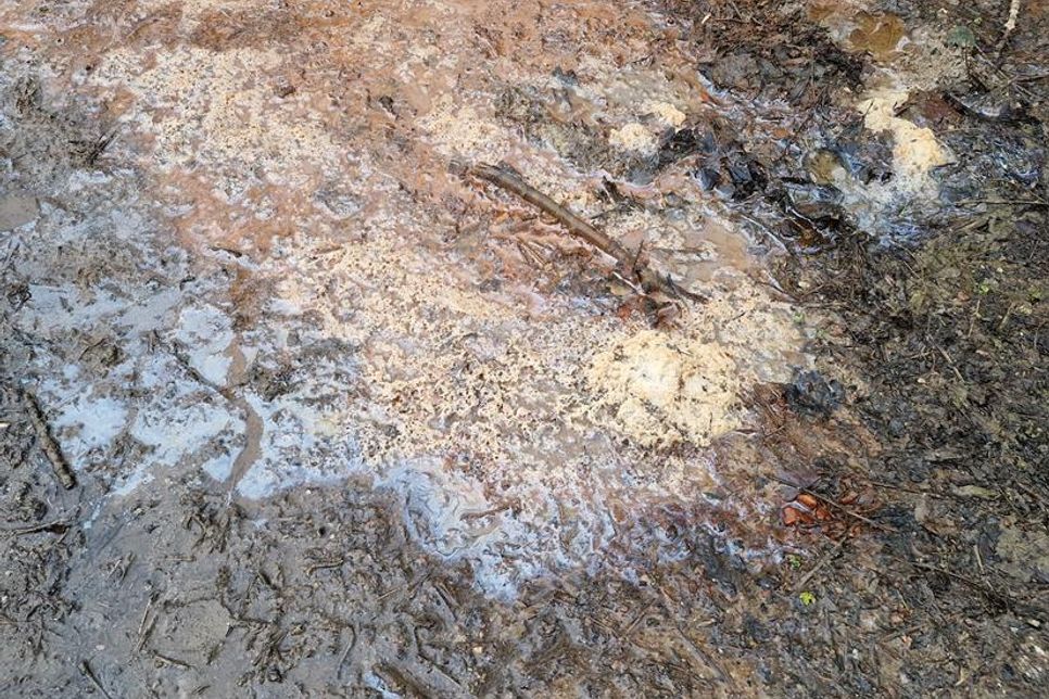 Worum es sich bei dieser Pfütze genau handelt, versucht derzeit das Bauamt der Stadt Neustadt herauszubekommen.