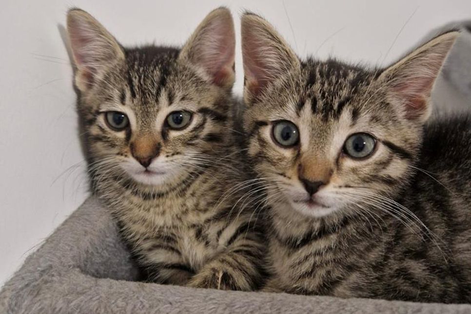 Bei Abgabe zwischen der 11. und 12. Lebenswoche sind „Jolien“ und „Jimmy“ entwurmt und parasitenfrei.