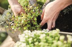 Die hochwertige Spezialerde fördert ein nachhaltiges, kräftiges Pflanzenwachstum und sorgt für eine stabile Wurzelentwicklung - unterstützt durch optimierte Wasserführungs- und Wasserhalteeigenschaften. Foto: Compo/akz-o
