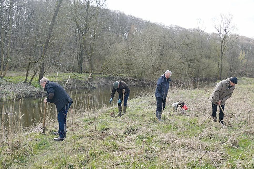Am Ufer der Schwartau, südlich von Hobbersdorf, pflanzen Mitglieder des Rotary Clubs Lübecker-Bucht/ Timmendorfer Strand die ersten 50 Schwarzerlen (v.l.: Dr. Herbert Thiele, Dietrich Klindwort, Dr. Kersten Jungk, Dr. Axel Bruch).