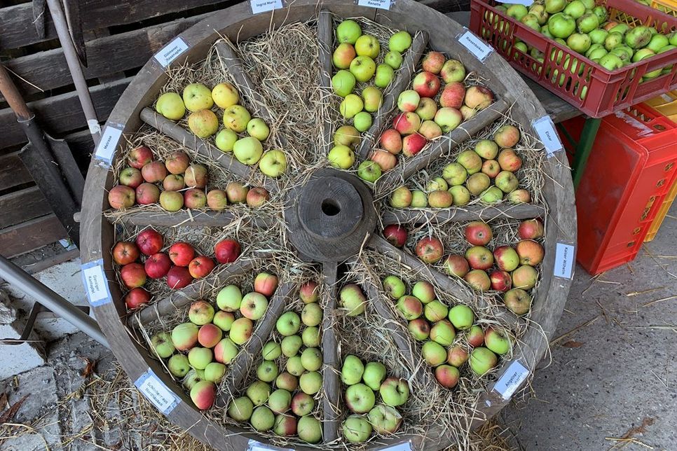 Eine große Auswahl von Äpfeln wurde präsentiert.