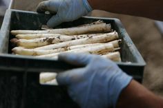 Weißer Spargel enthält viele Nährstoffe und Vitamine und wird am besten ganz frisch verzehrt, weshalb man beim Kauf unbedingt auf die Herkunft und die damit verbundene kurzen Transportwege achten sollte.
