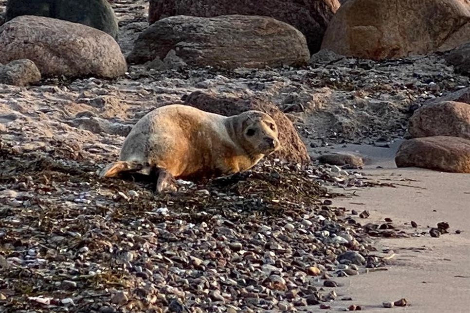 Eine Kegelrobbe am Ostseestrand.